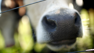 A Superbug Salmonella Sickened Hundreds of People Through Cheese, Beef, and Raw Milk